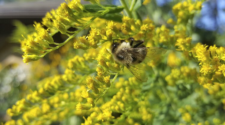 A bee on Goldenrod at Nature Center at Shaker Lakes
